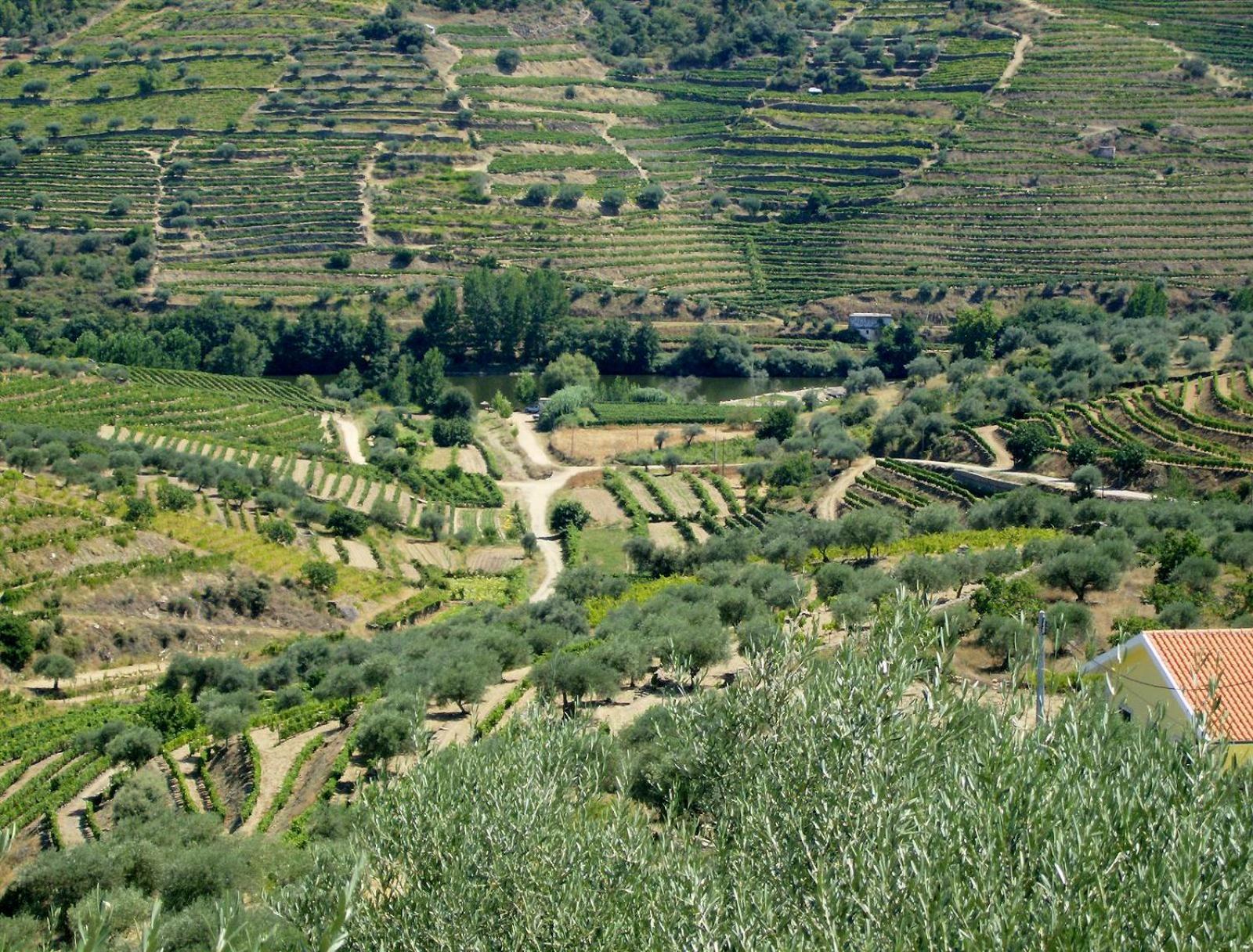 Casa Oliveiras Do Douro Villa Sobreira Buitenkant foto