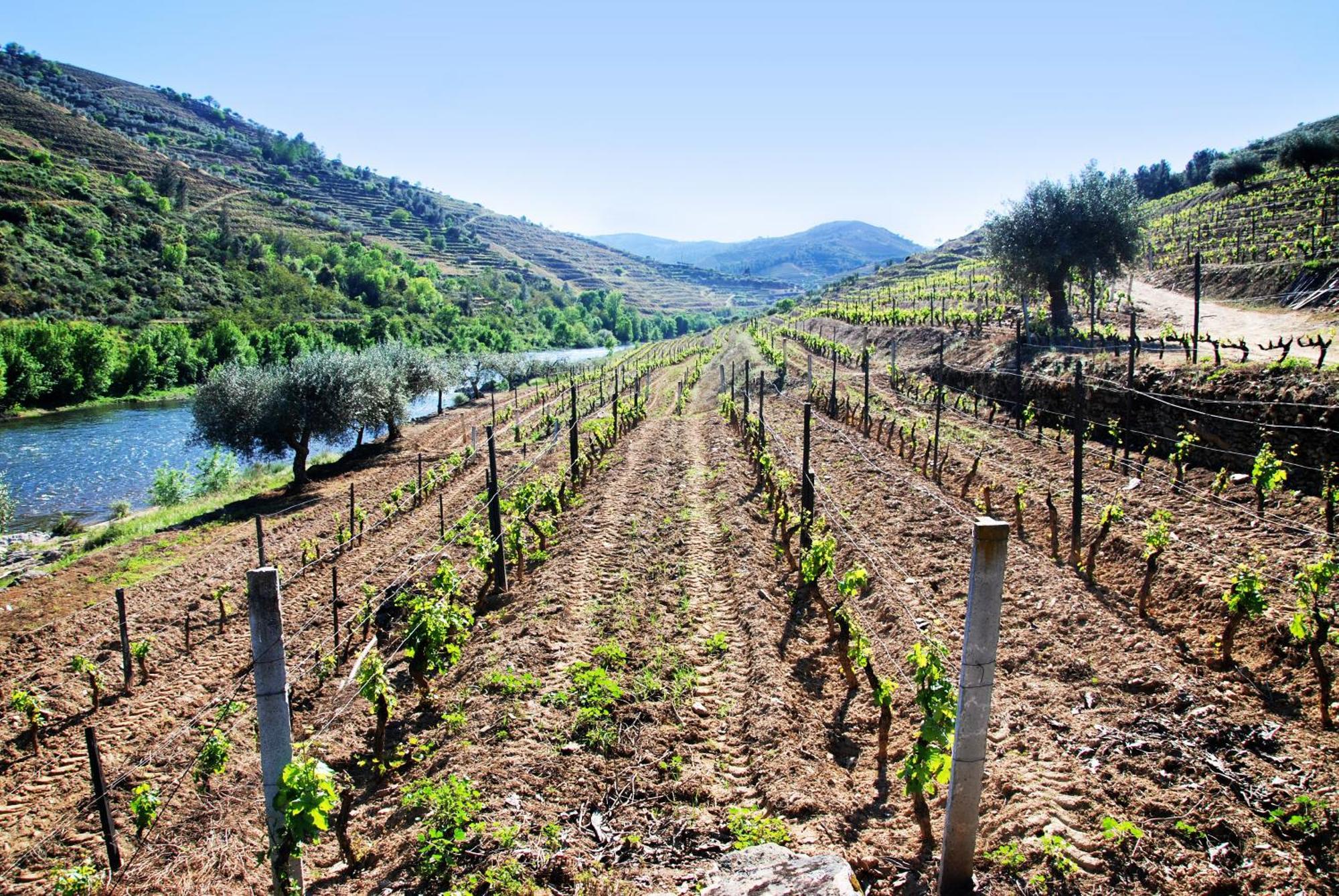 Casa Oliveiras Do Douro Villa Sobreira Buitenkant foto