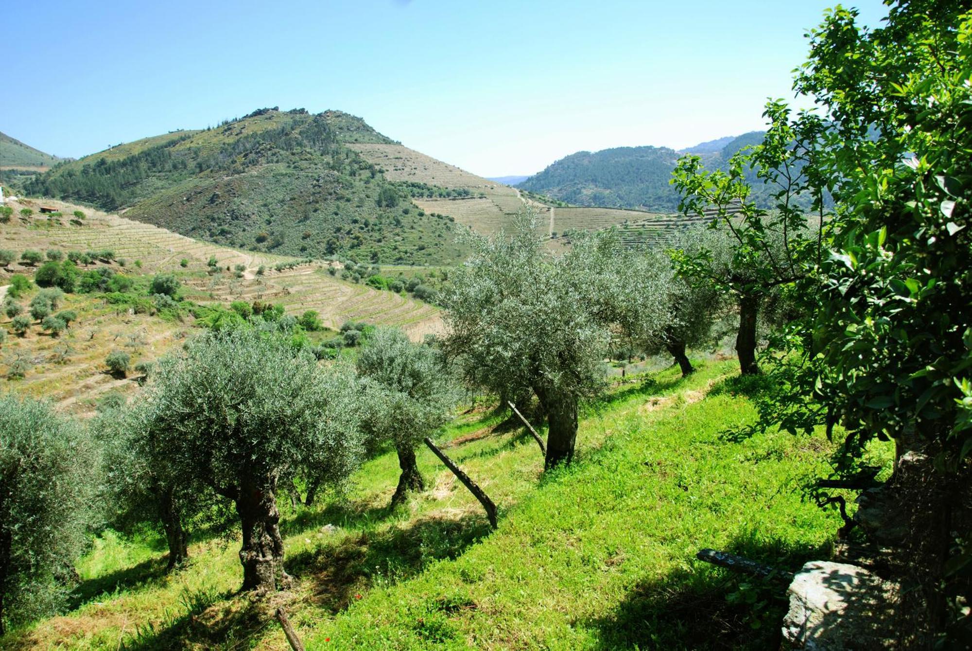 Casa Oliveiras Do Douro Villa Sobreira Buitenkant foto